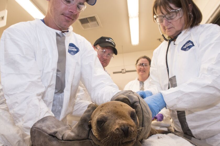 A sea lion rescued from the oil spill at Refugio Beach receives treatment after being brought to SeaWorld San Diego on Friday.