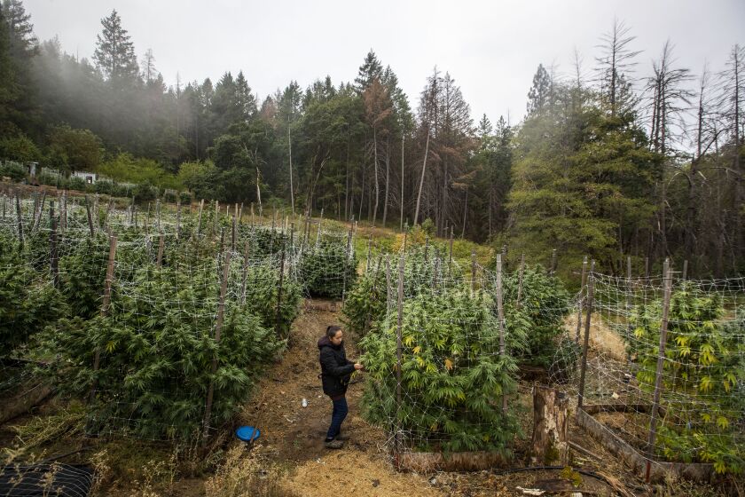 DOUGLAS CITY, CA - September 22, 2022 - Cannabis farmer Chia Xiong ties up flowering plants, heavy with buds on her Trinity County cannabis farm Thursday, Sept. 22, 2022 in Douglas City, CA. (Brian van der Brug / Los Angeles Times)