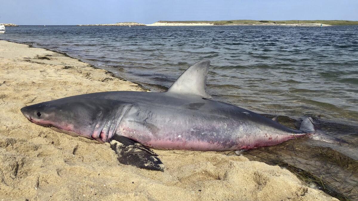 A dead great white shark last month in Truro, Mass.