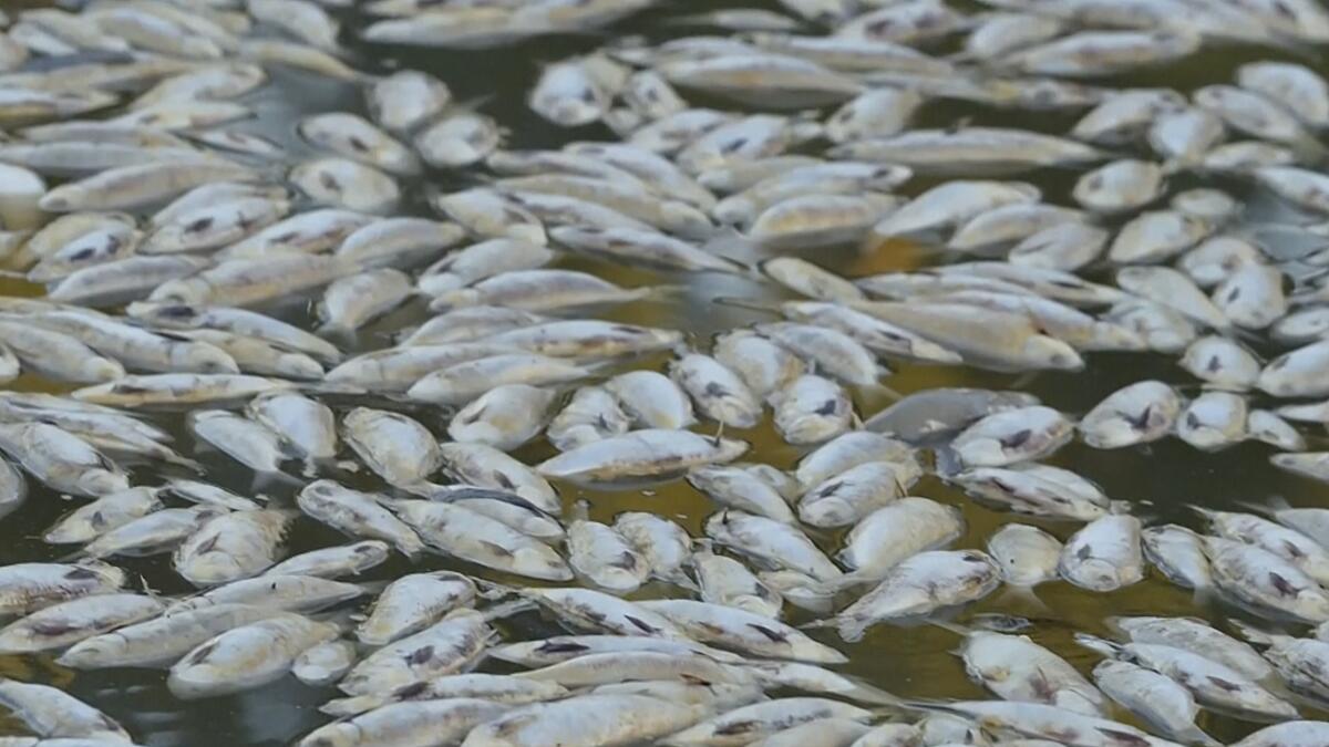 Millions of dead fish wash up amid heat wave in Australia - The