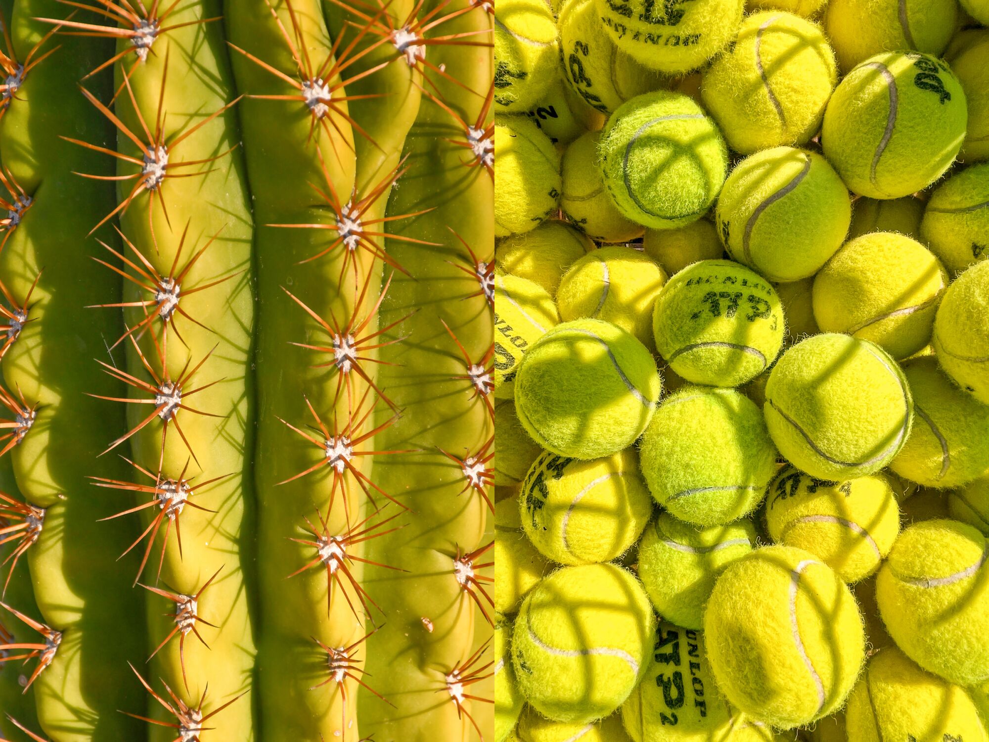 Two photos side-by-side of a detail of a cactus, left, and tennis balls, right.