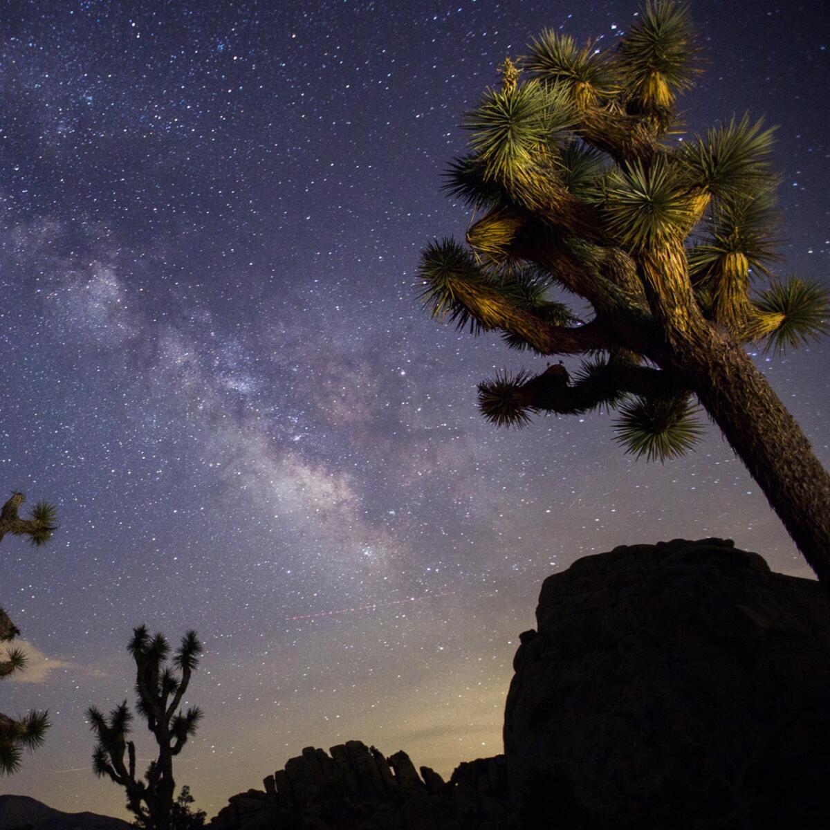 A view of the Milky Way arching over Joshua trees