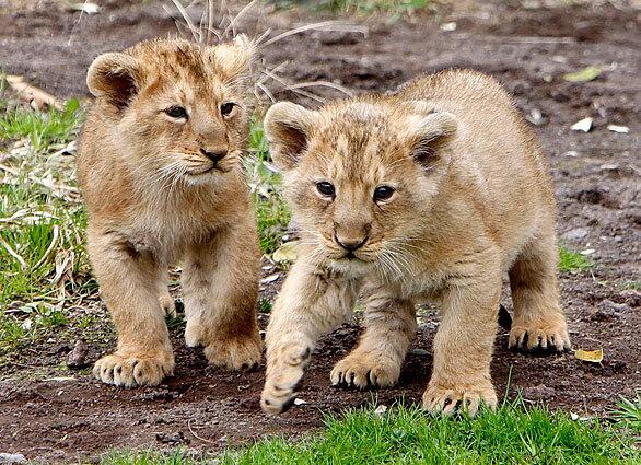 Indian lion cubs