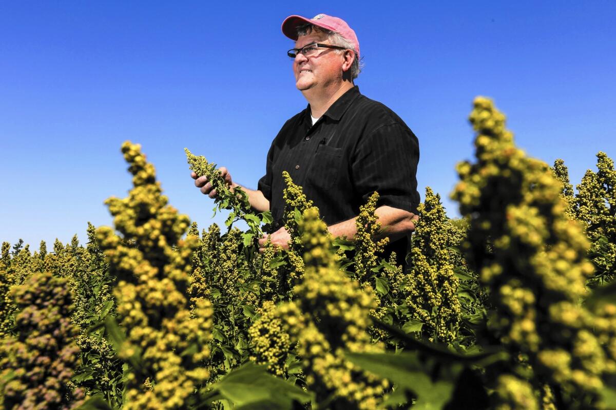 Bryce Lundberg of Lundberg Family Farms stands in a quinoa field in Brawley, California.