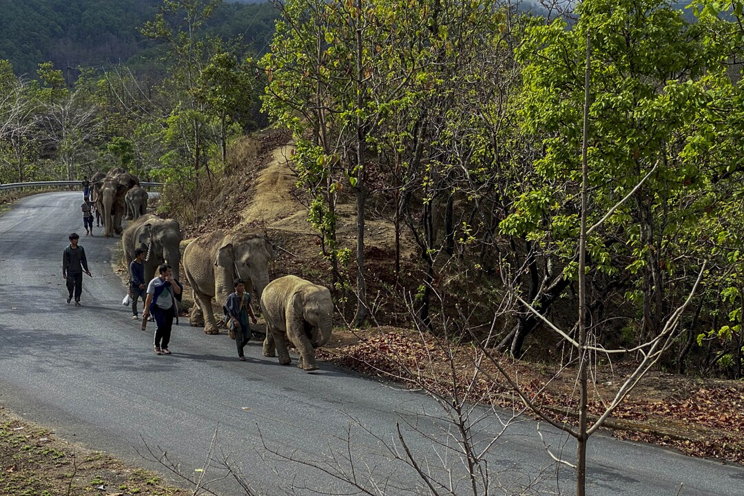 The elephants can maintain a walking speed of 4.5 mph.
