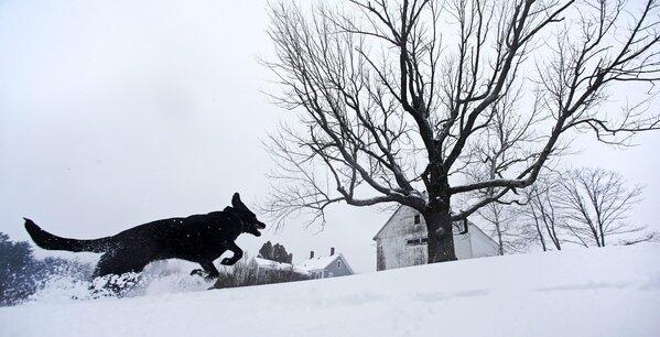 Luna, a black Labrador mix, frolics in fresh snow in East Derry, N.H.