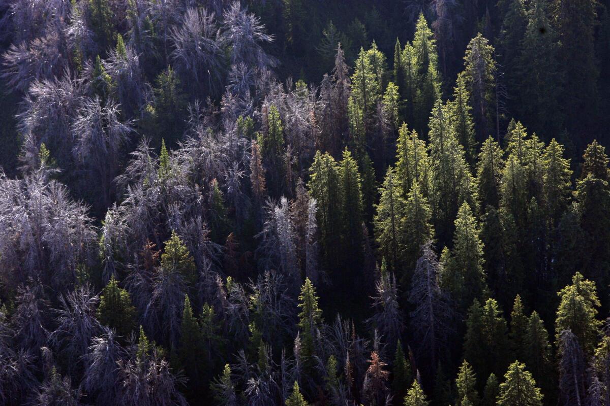 This Aug. 1, 2011, file photo shows whitebark pine that have succumbed to mountain pine beetles east of Jackson Hole, Wyo. 