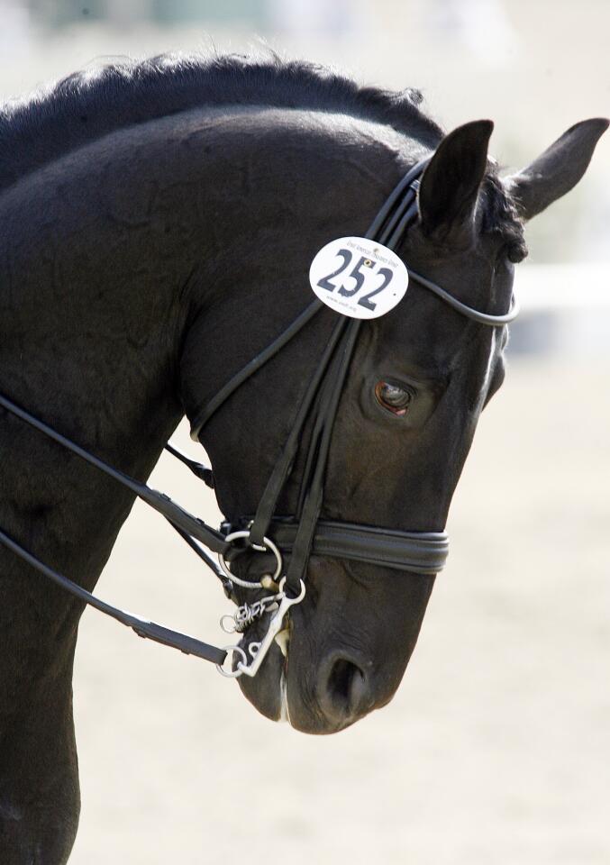 California Dressage Society's Annual Championship Dressage Show