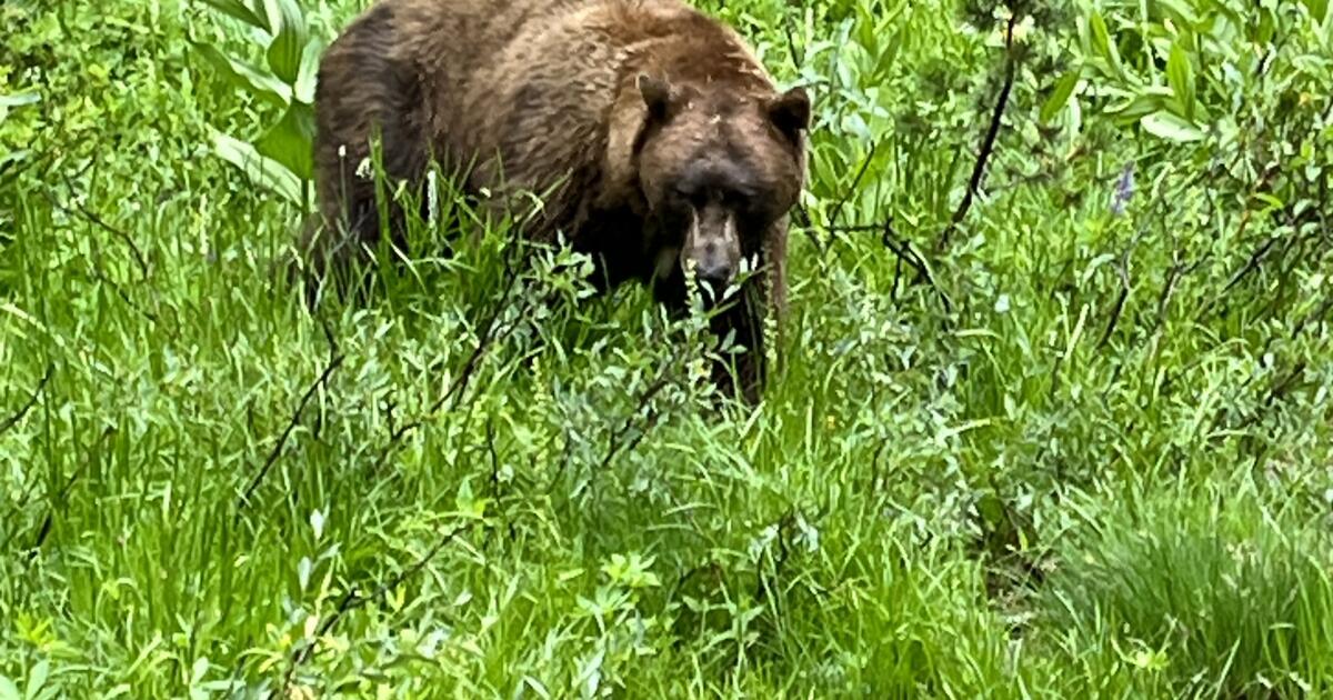 Un couple et leur chien ont été attaqués par un ours à Mammoth Lakes et l’ours est mort