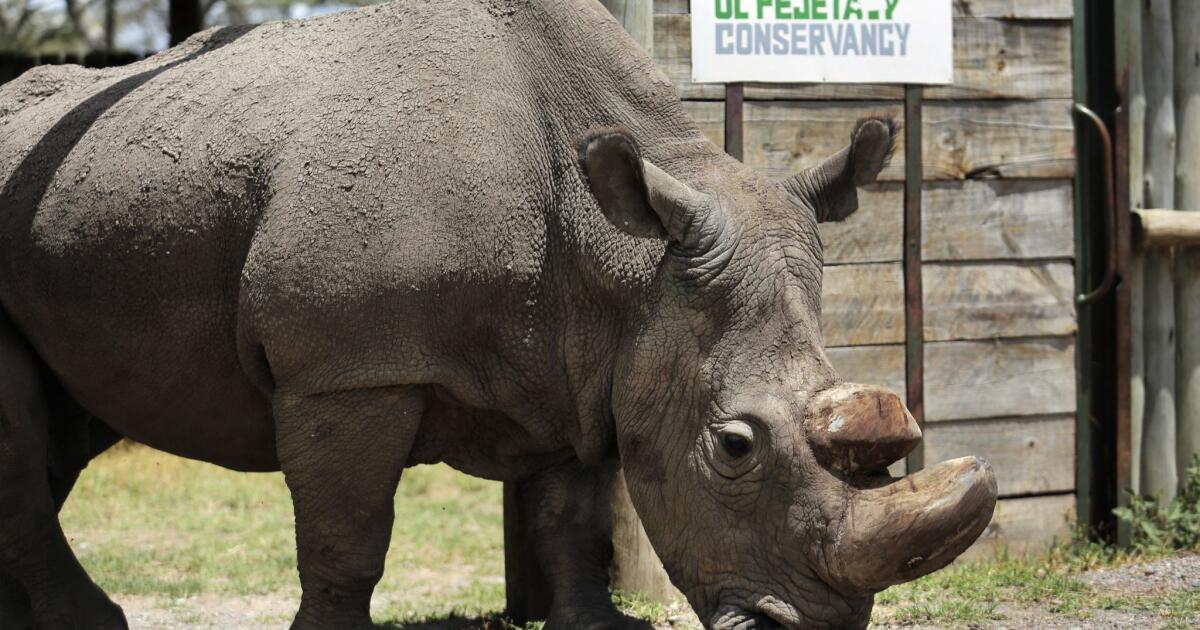 The last male northern white rhino has died, spelling probable