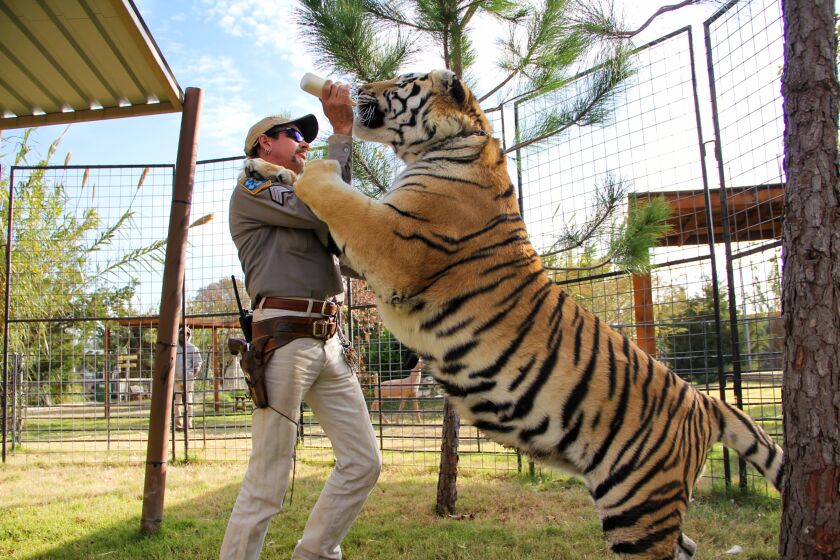 A man feeds a tiger with a bottle