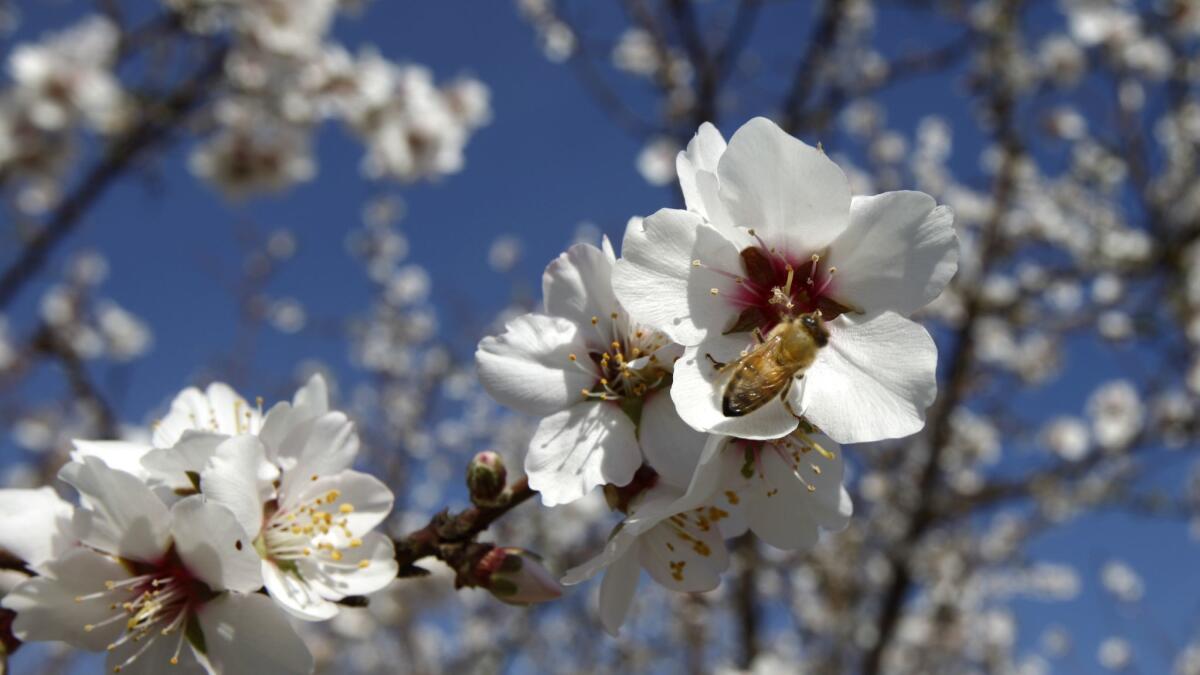 A new state report says bees are threatened by pesticides widely used on California crops, including almonds.