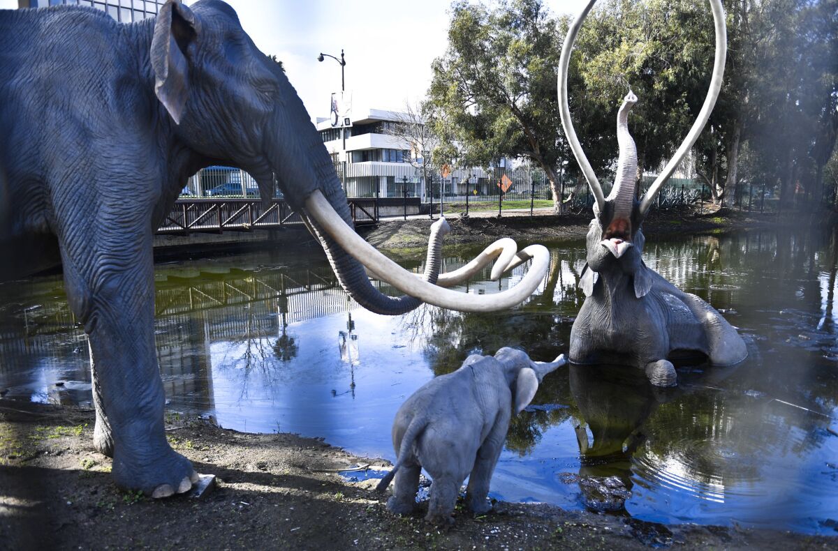 Statues of mammoths at the La Brea Tar Pits in 2017.