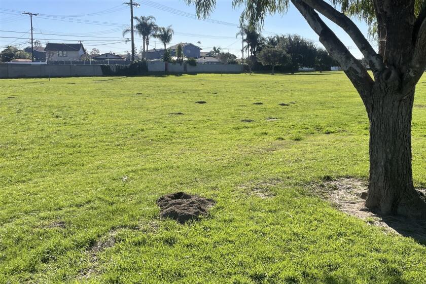 A Jan. 9 photo taken near Fountain Valley's Westmont Park shows evidence of burrowing gophers, a problem in some city parks.