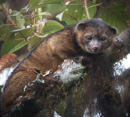 Olinguito is discovered in treetops of the Andean cloud forest