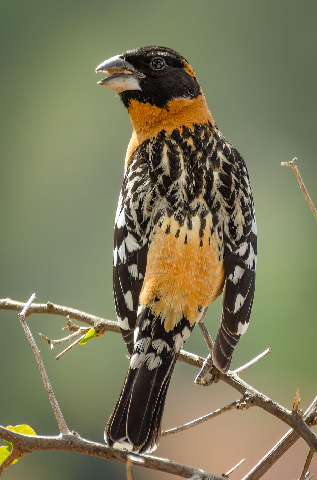 County extraordinarily fortunate to see so many chicken species come and go County extraordinarily fortunate to see so many chicken species come and go
