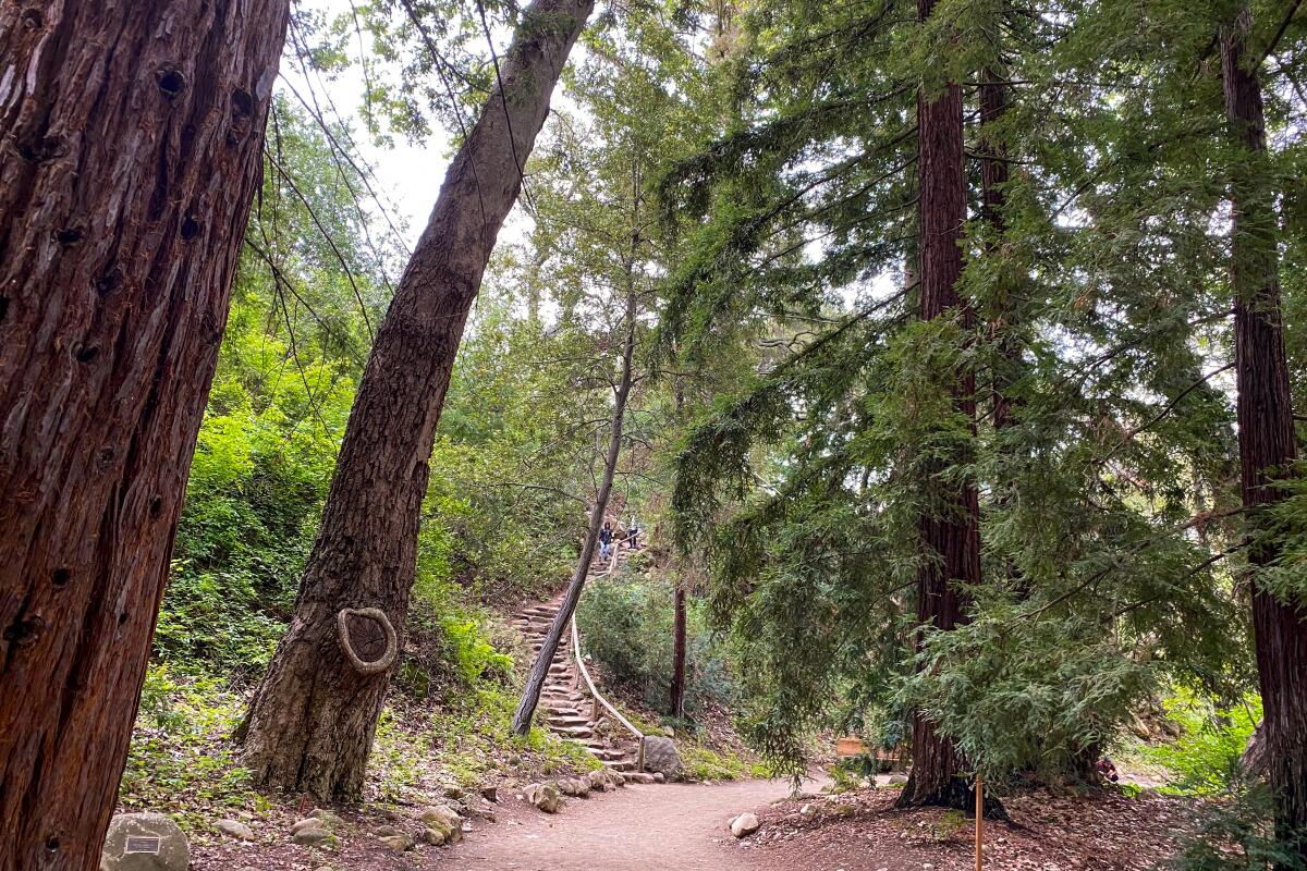 Tall redwood trees and a winding staircase at Santa Barbara Botanic Garden