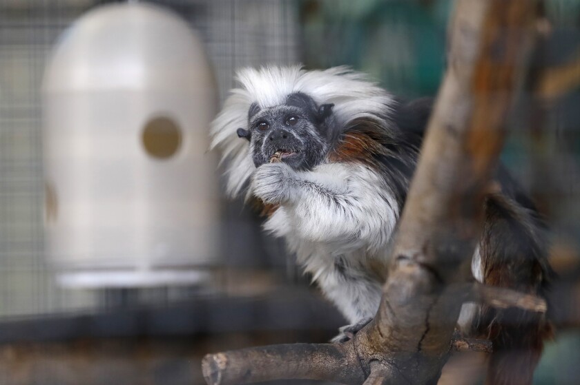 A cotton-top tamarin monkey stares at visitors as he rests on his perch at the Santa Ana Zoo.