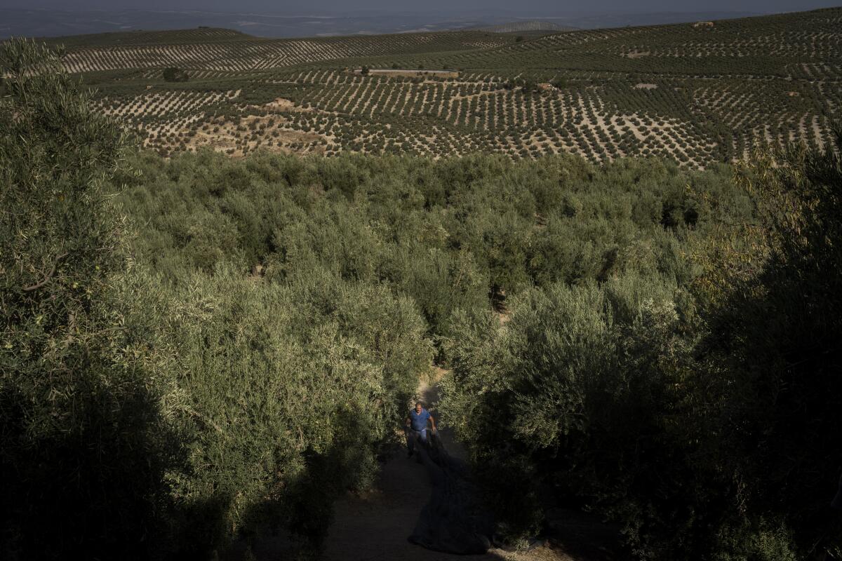 Un jornalero trabaja en la cosecha de aceitunas en la localidad sureña de Quesada