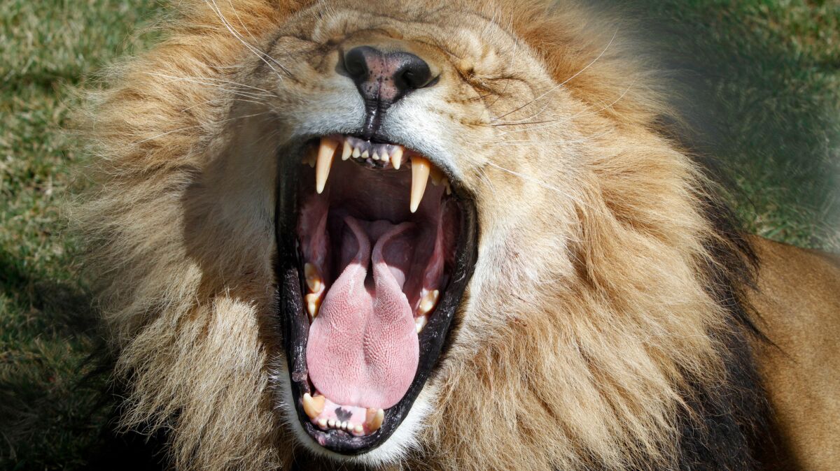 How long an animal takes to yawn predicts its brain size and the number of neurons in its brain, a new study finds.
