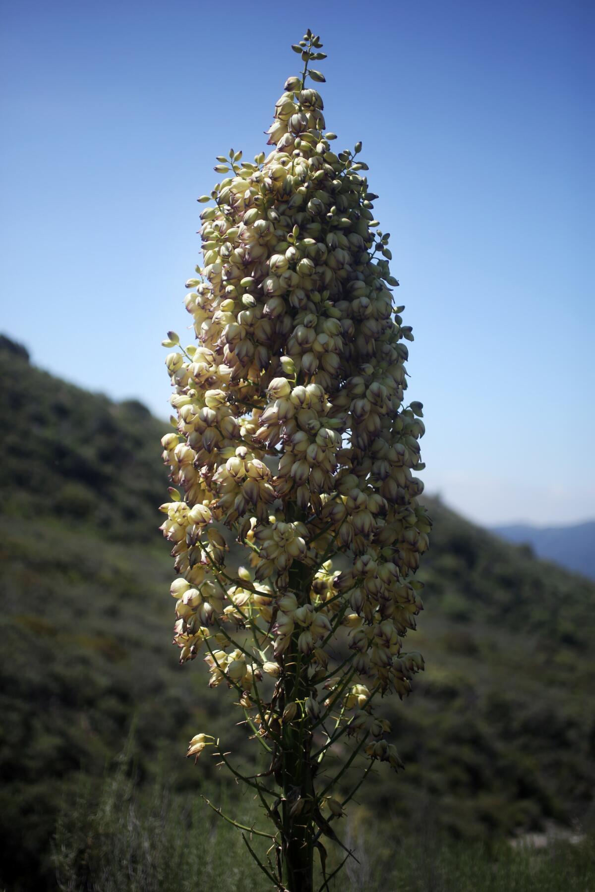 A yucca in bloom at the hillside park in La Crescenta.