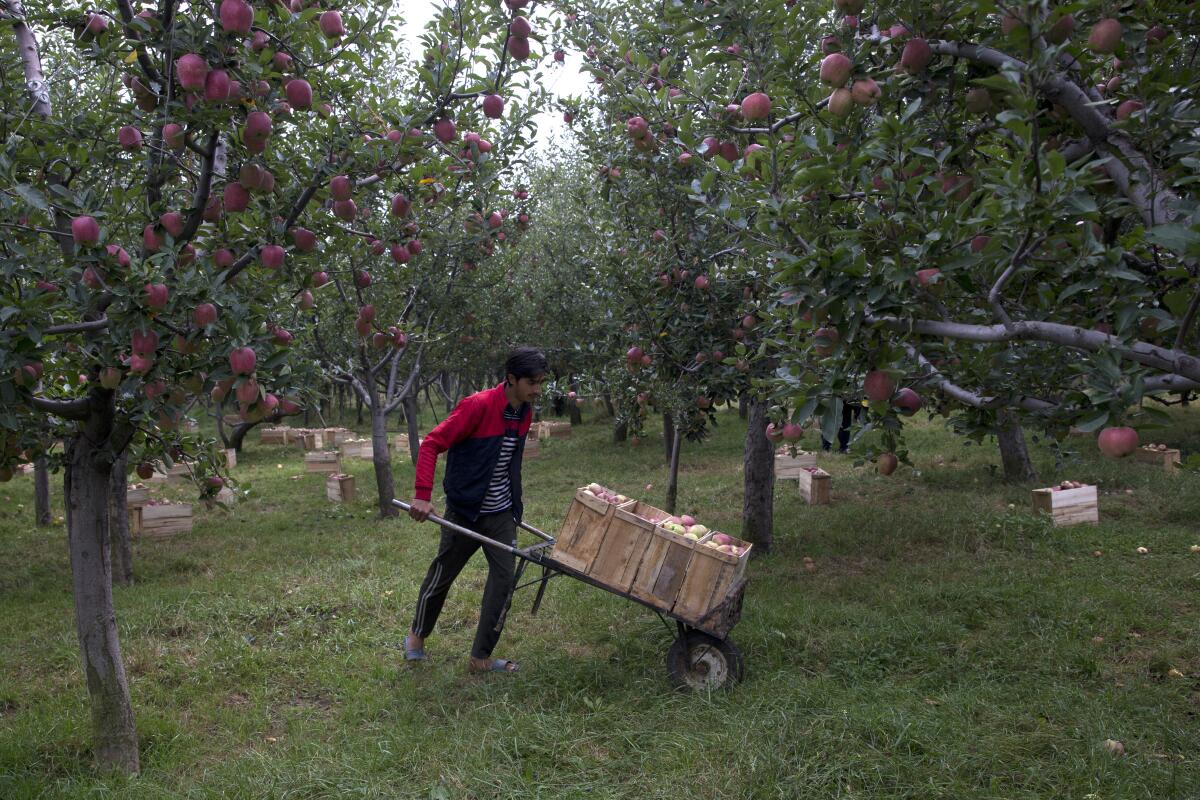 India Kashmir apple economy