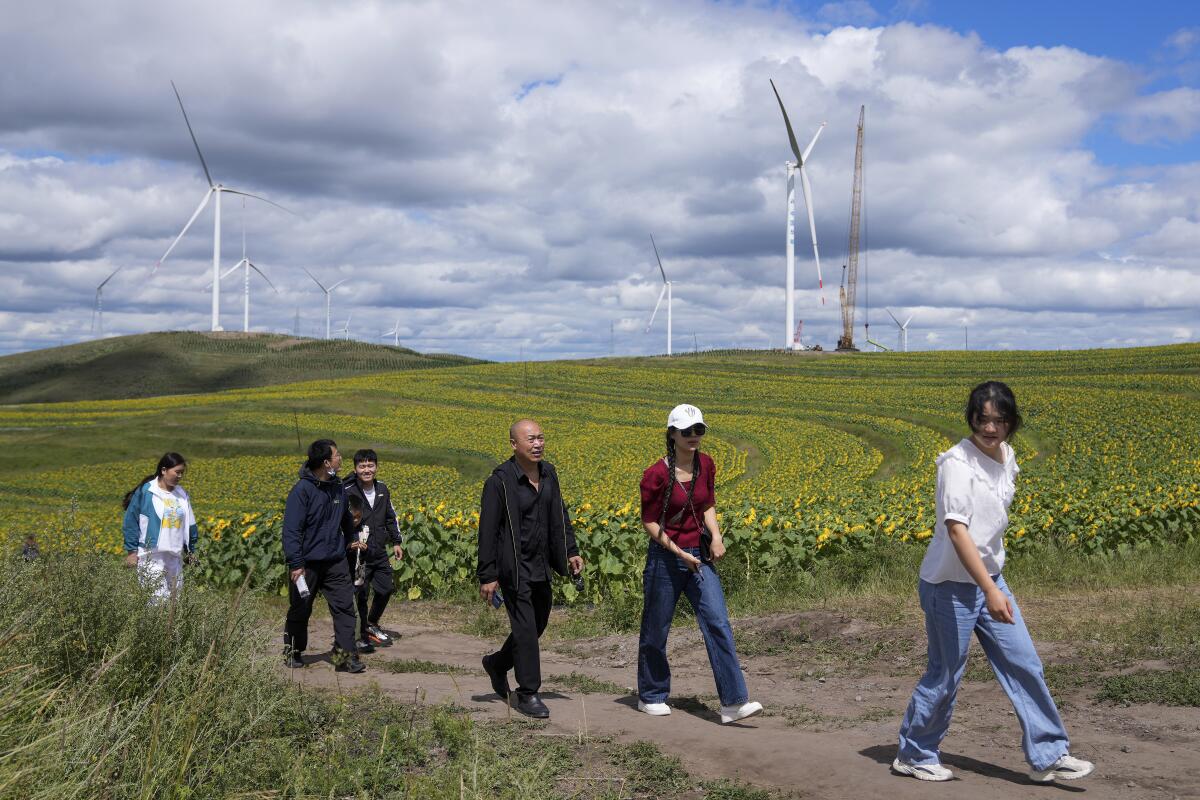 Tourists visit a sunflower farm with wind turbines in the background