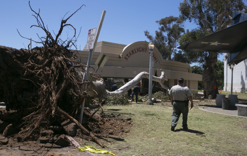 Workers from a private tree company work to remove a large eucalyptus tree that fell on to the ticket office of the old Starlight Theater building in Balboa Park early Monday. Nobody was hurt.