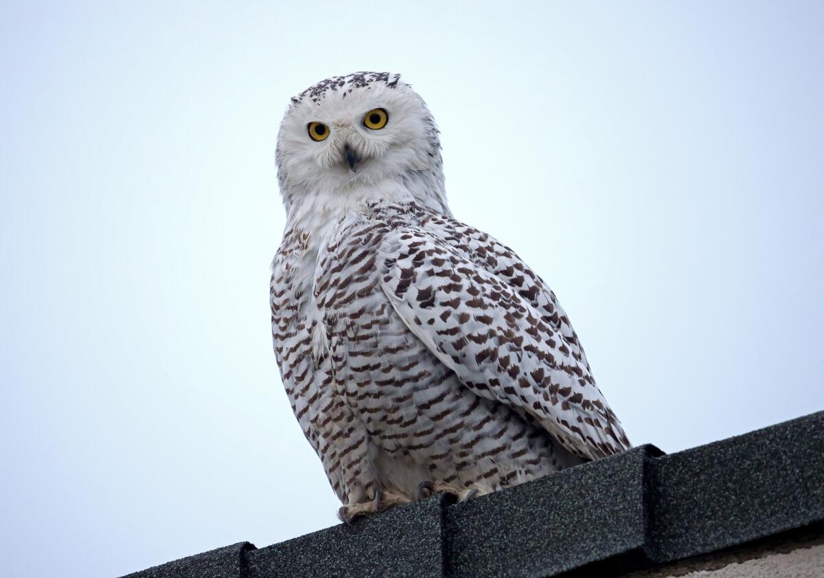 Closeup of a bird with brown and white feathers, a white face and yellow eyes on a rooftop.