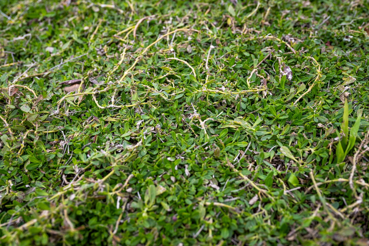 Non-Toxic Grasses For Lawns photo