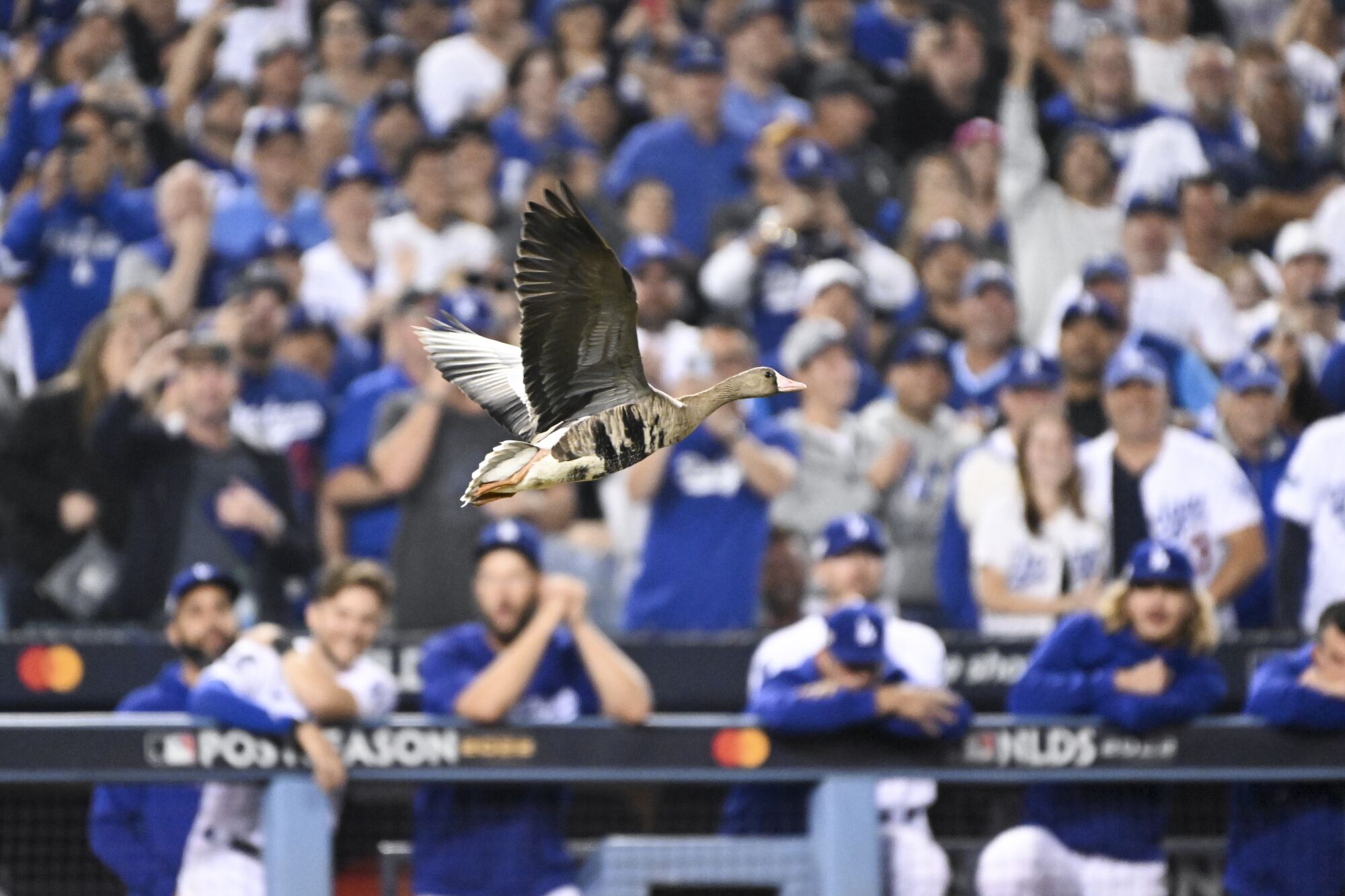  A goose flies on the field during the eighth inning.