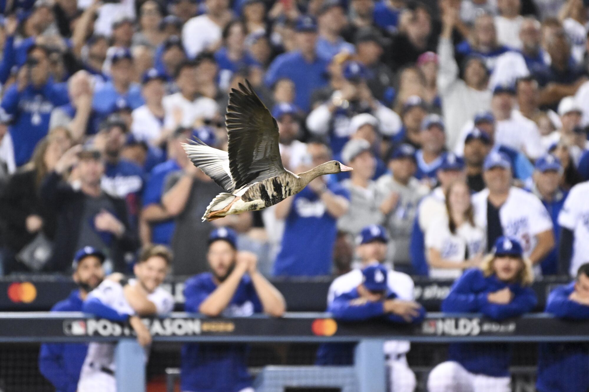 A goose flies on the field during the eighth inning.