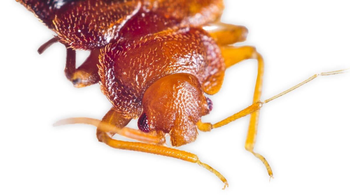 Bedbugs are the foundation of Brian Virag's legal practice.