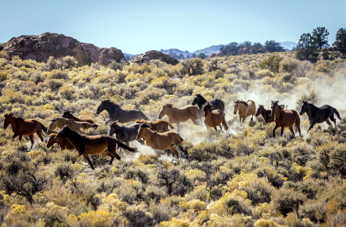 Herds of ponies run through the bushes outside the Lee Vining and Mono Lake areas.