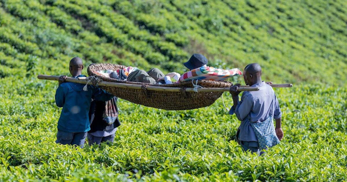 Wicker in the Mist: A Non-Hiker’s Unlikely Passage to Uganda’s Remote Mountain Gorilla Sanctuary
