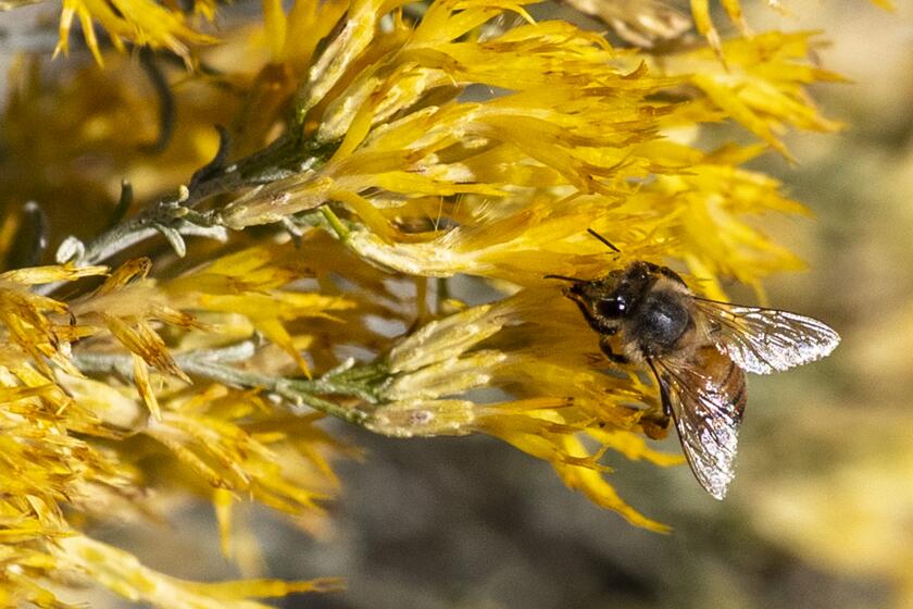 Acton, CA - November 29: A honey bee on a rabbit bush at the Acton Wash Wildlife Sanctuary on Tuesday, Nov. 29, 2022 in Acton, CA. (Brian van der Brug / Los Angeles Times)
