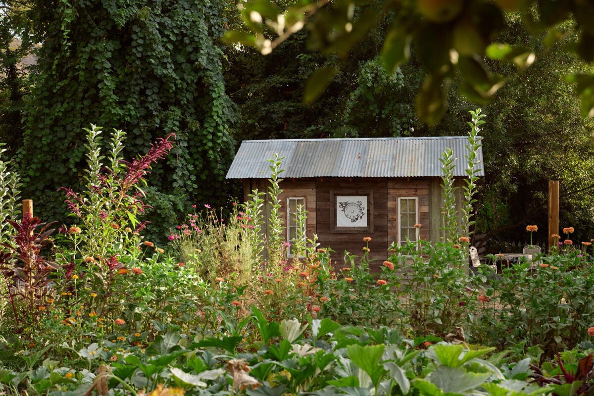 A small wooden shed stands among tall flowers and trees.