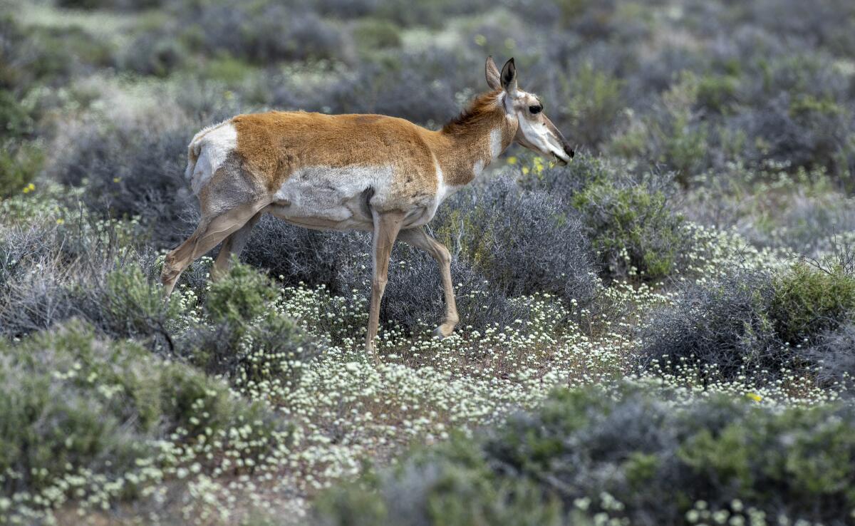 Pronghorn antelope