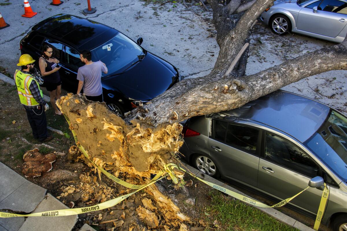 City of Los Angeles public works crew begins the process of removing a tree that toppled onto cars parked along 2200 block of Observatory Avenue in Los Feliz Thursday morning