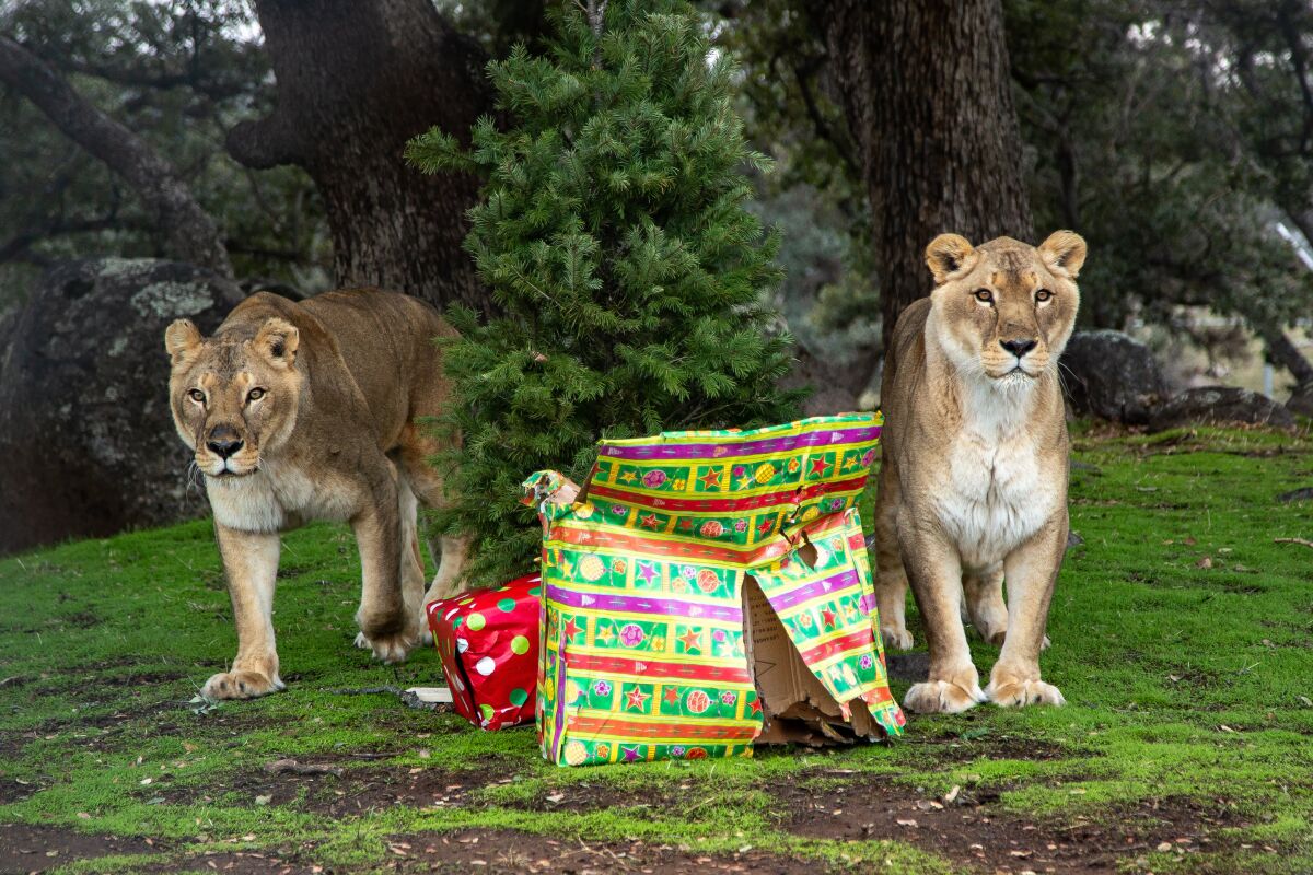 Two Lions Tigers & Bears residents enjoy the holidays.
