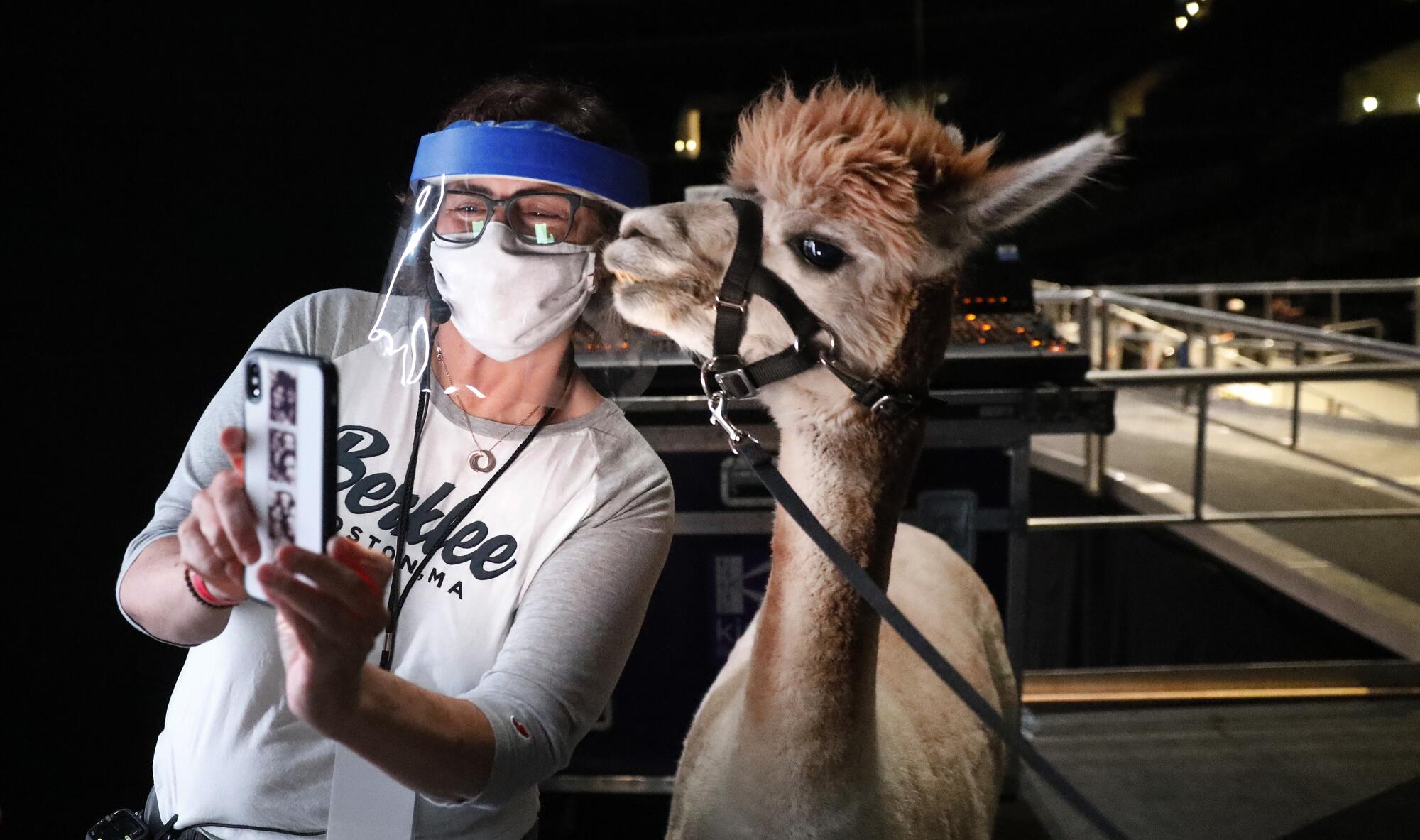 Stage manager Lynn Finkel takes a selfie with Isabella the alpaca.