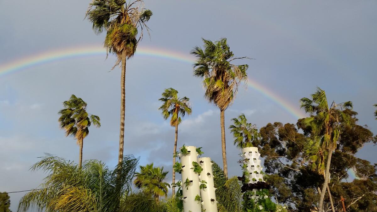 Three Garden Towers, blend in with vegetation at So Cal Urban Farms in San Diego's University Heights neighborhood.