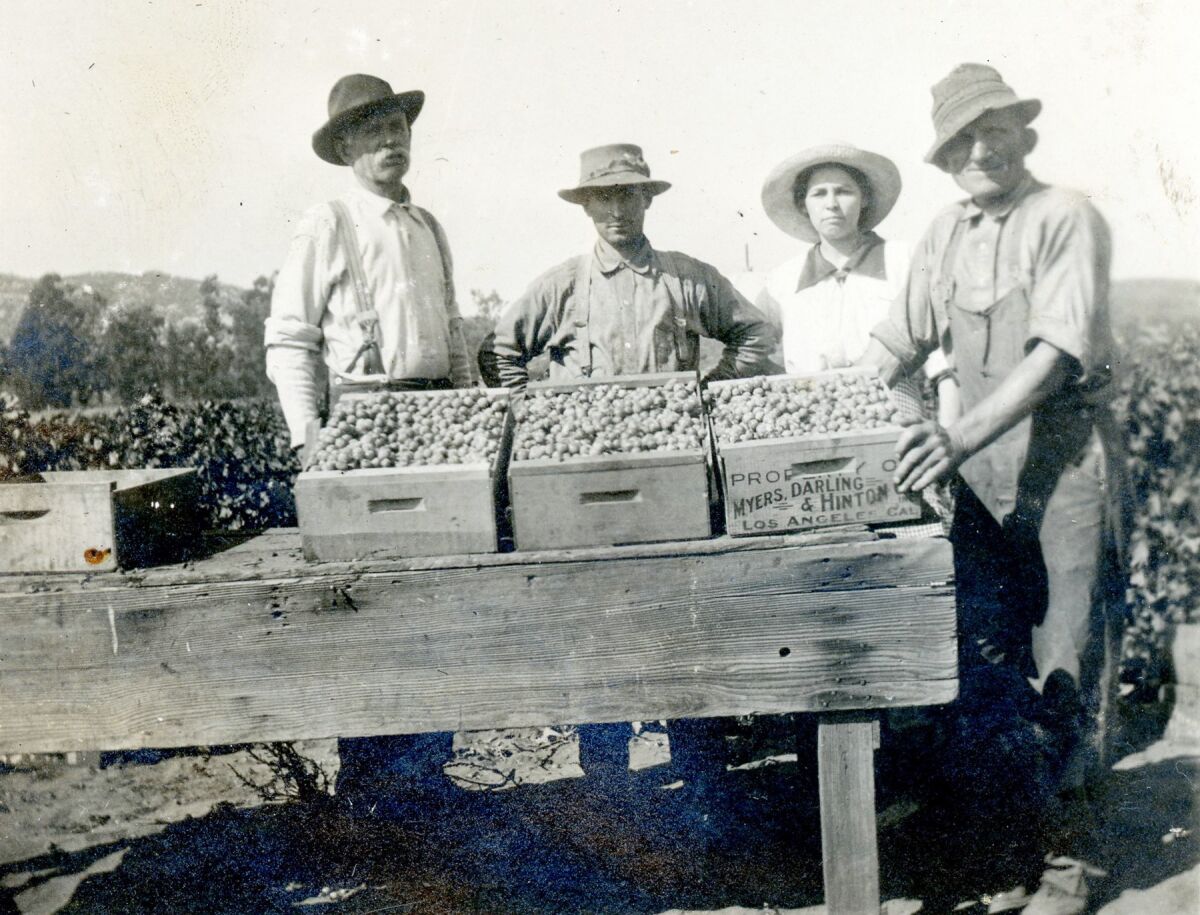 Packing grapes in 1918 — E.G. Flint, Elrie Stotler, Hester Flint and Charlie Clark.
