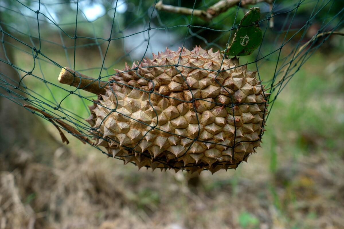 A freshly-dropped durian. (Suzanne Lee / For The Times)