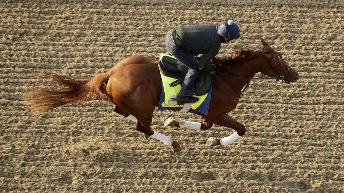 Kentucky Derby hopeful Plus Que Parfait takes part in a training run at Churchill Downs on April 29.