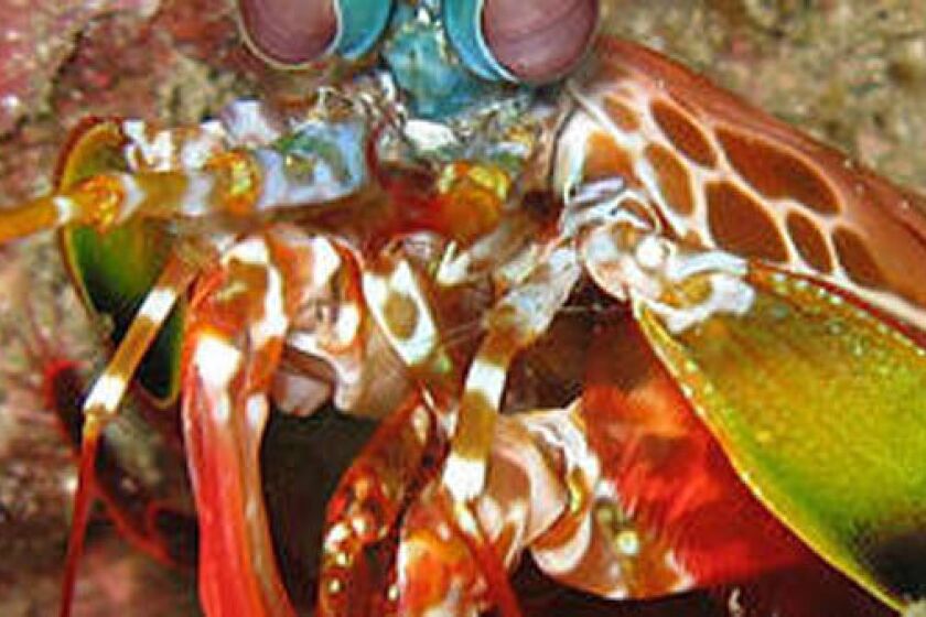 The peacock mantis shrimp’s 2/10-inch-wide fist accelerates faster than a .22-caliber bullet, reaching speeds of 45 mph underwater and smacking its prey with 200 pounds of force.