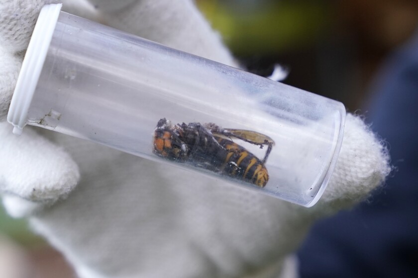 Asian giant hornet in plastic container