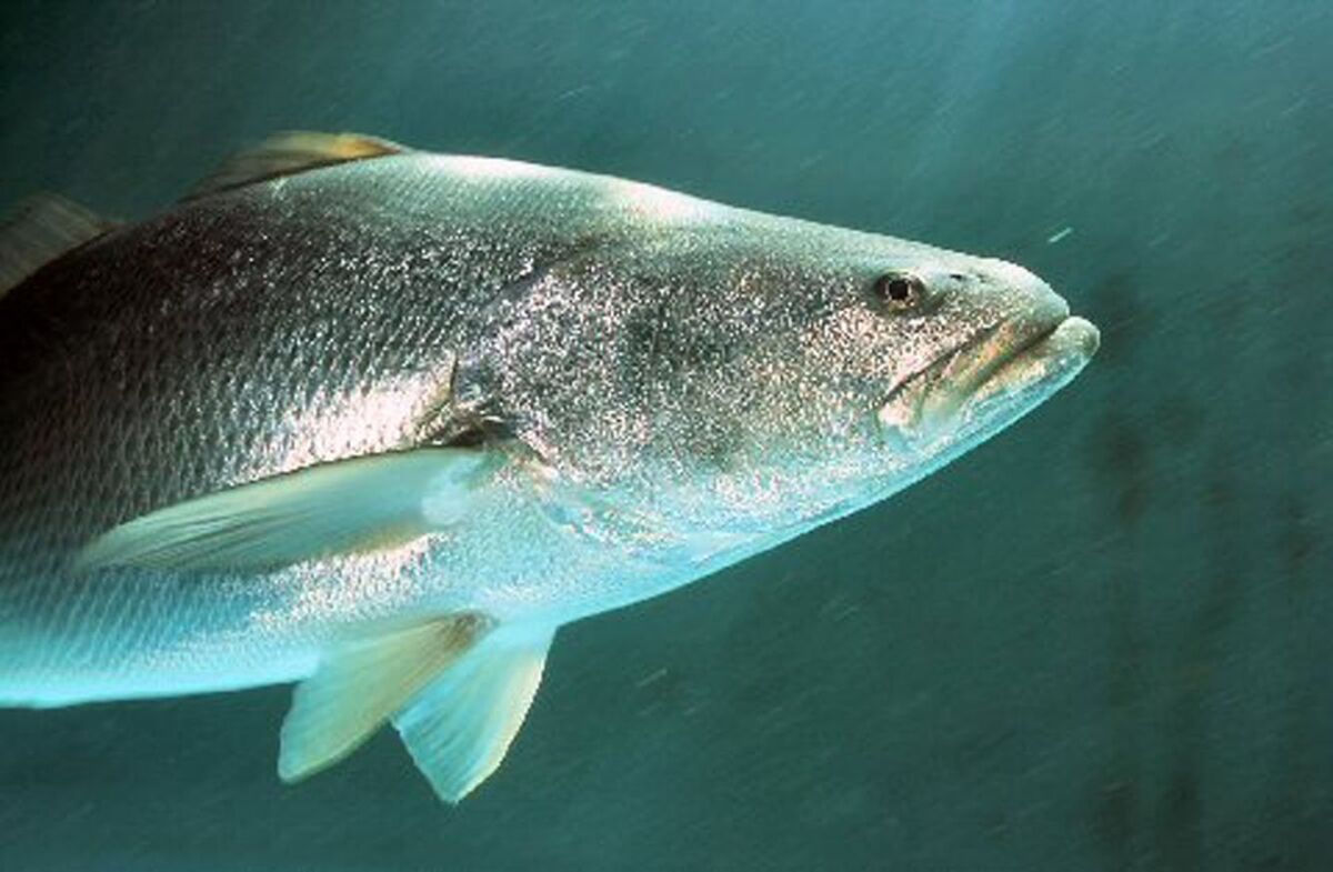The totoaba, which is also endangered and lives in the upper Gulf of California.
