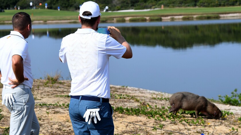 Olympic golfers Sergio Garcia, left, and Bernd Wiesberger take photos of a capybara along the fifth hole at the Olympic Golf Course during a practice round Tuesday.