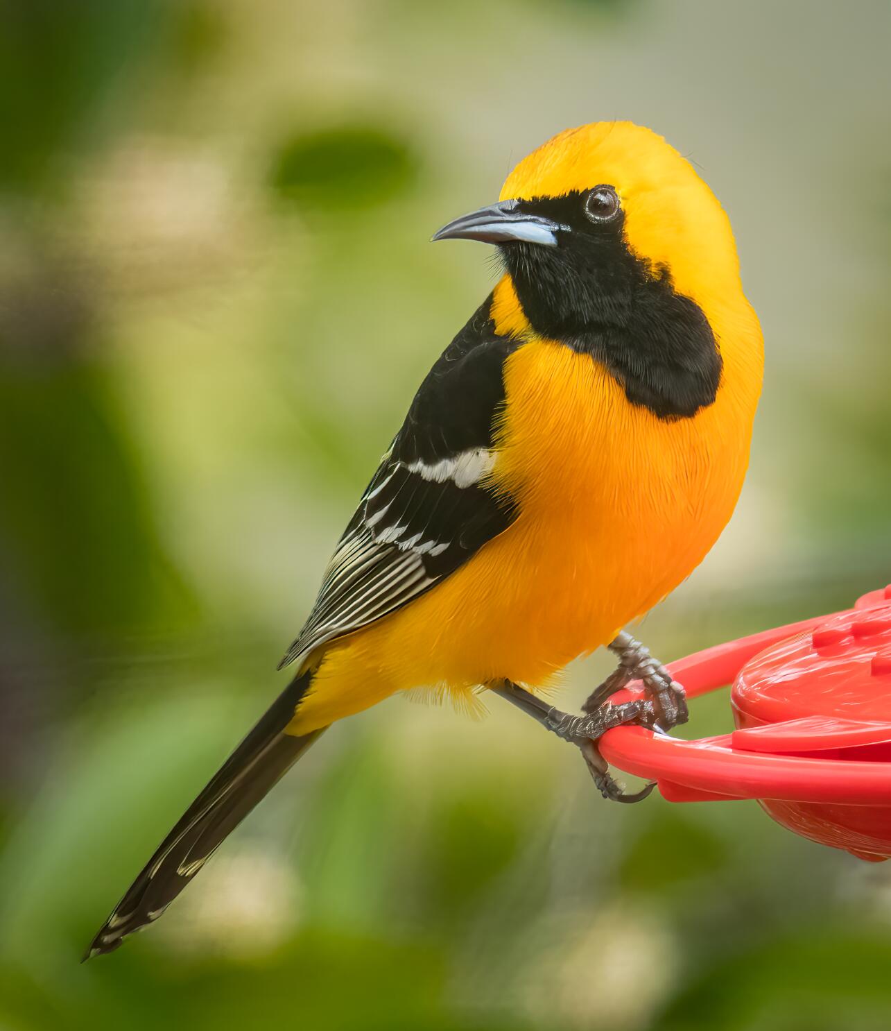 Oriole, Migratory, Songbird, Brightly Colored